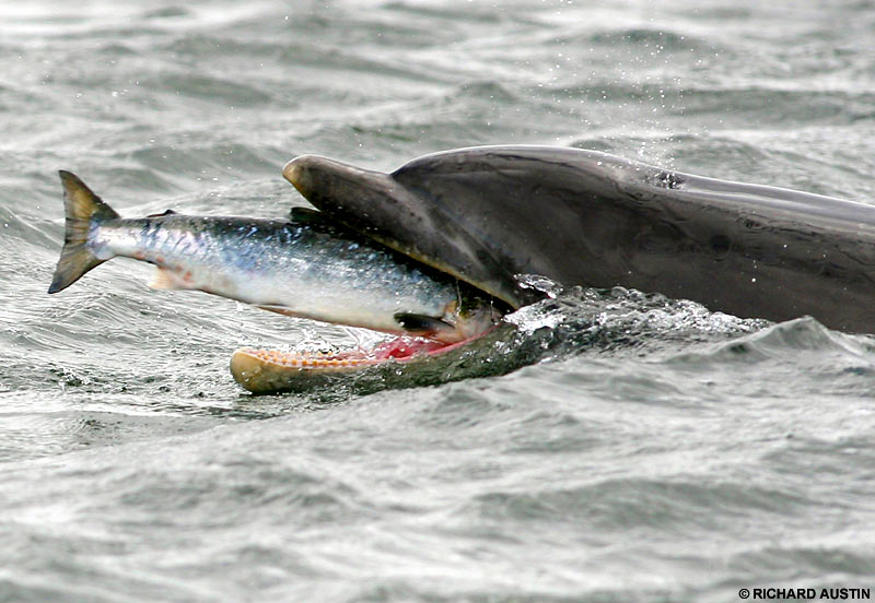 dolphin fish image
